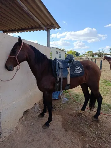 Cavalo Mangalarga Marchador