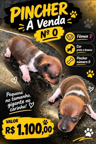 Cachorro pincher número zero, fêmea ?
