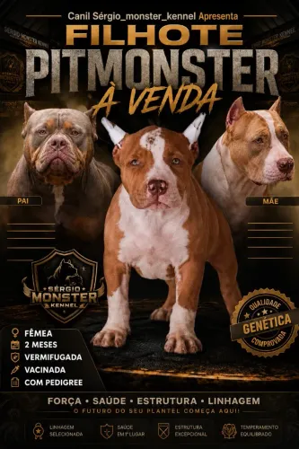 Filhote fêmea pitmonster 
