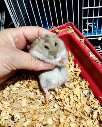 Hamster russo