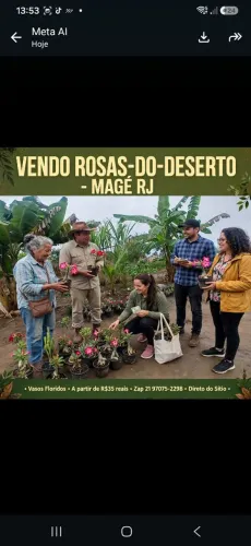 Rosas do deserto