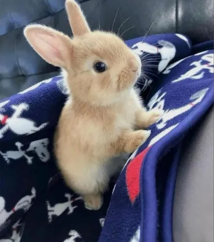 Doação de filhote de coelho Mini lop fêmea