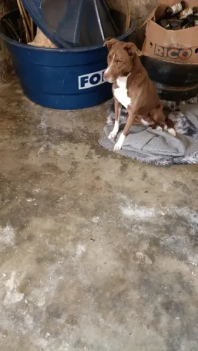 Doando a Madona ,docil e bem cuidada 