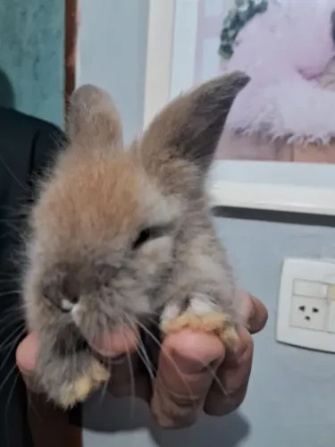 Coelho Fuzzy Lop