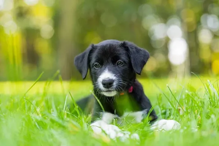 Filhote de Border Collie O Amigo Que Está Sempre Pronto Para Aprender