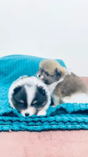 FILHOTES DE LULU DA POMERÂNIA. PEDIGREE CBKC! ACEITAMOS CARTÕES!