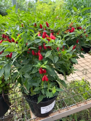 Muda de pimenta malagueta