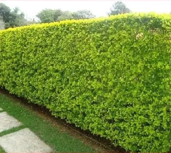Cerca viva  Sansão do campo para jardim - Linda e saudável