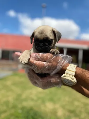 Pug fêmea na cor abricot com 55 dias vacinada e com pedigree - Alberto