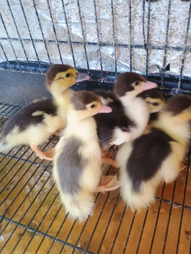 Filhotes de Pato