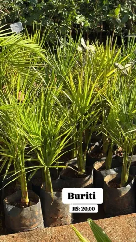 Mudas de Buriti 