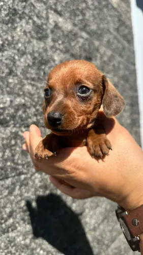 dachshund pelo curto
