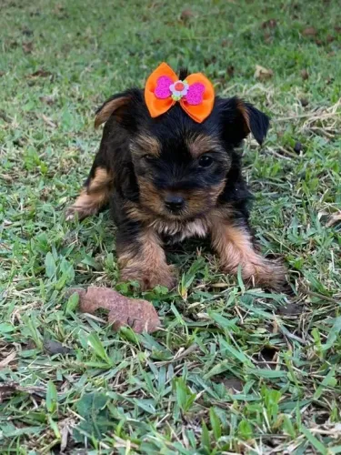 Yorkshire terrier - Fêmea em loja- Para adquirir seu pet, nos contate- 11 960.16.49.76