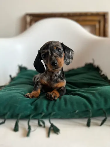 Filhotes de linguicinha, dachshund, basset, cofap, teckel 