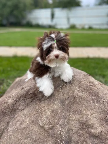 Yorkshire birô macho filhotes disponíveis!! 63 dias 