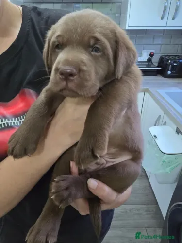 ? 6. Labrador chocolate: doce na medida certa ?