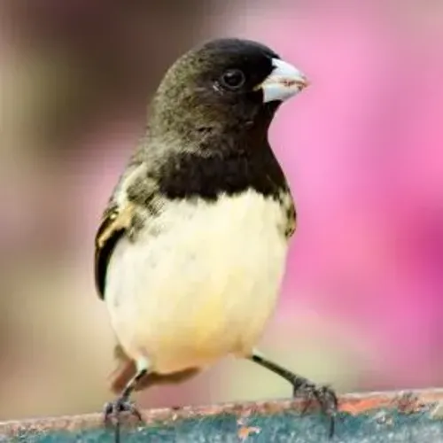 Exemplar preto e um pardo