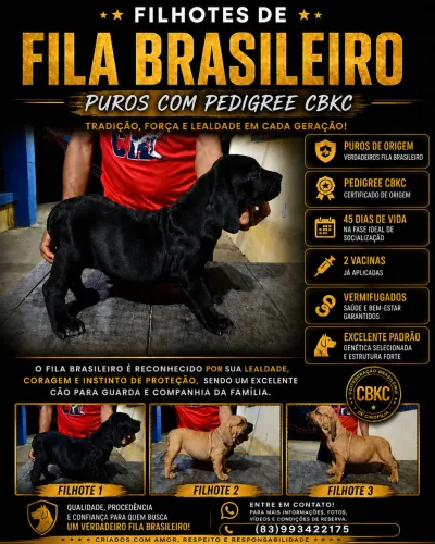 Fila Brasileiro 