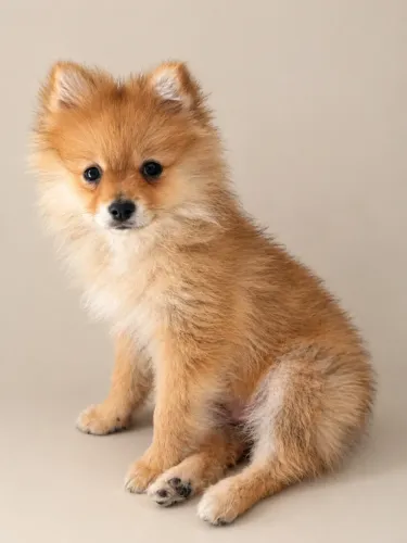 OPORTUNIDADE Vendo Lulu da Pomerania filhote porte pequeno