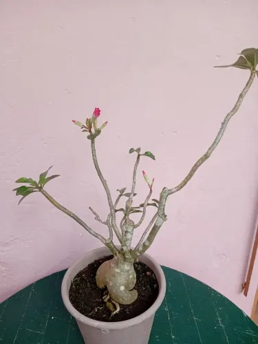 Rosa do deserto