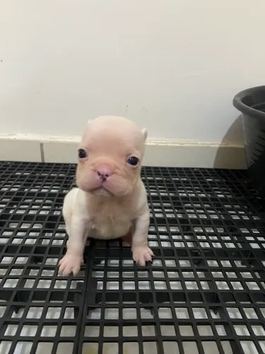 Buldogue francês fêmea 