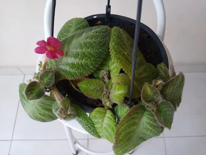 Planta Episcia ou Tapete de Rainha.