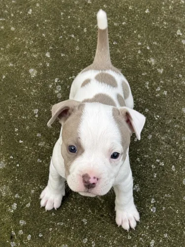 American bully
