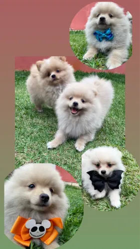Spitz alemão branquinhos