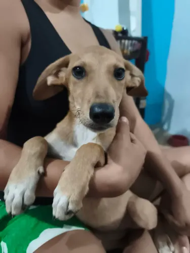 Cachorra fêmea 
