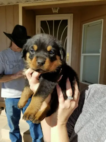 Rottweiler filhote puro 