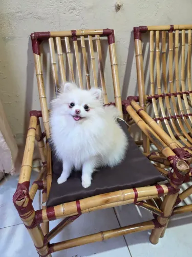 Spitz alemão Anã