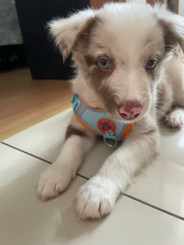 Border collie blue merle