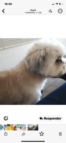 Doar cachorro