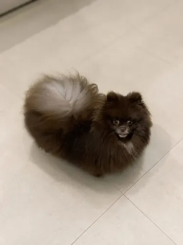 Lulu da Pomerânia Anã, 6 meses!