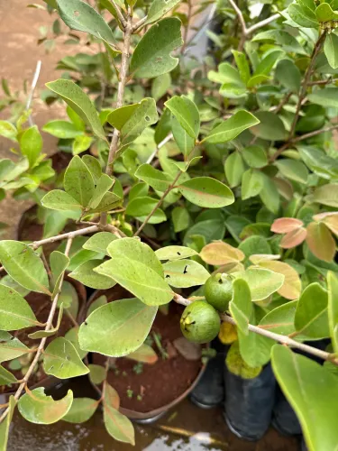 Muda de araçá amarelo