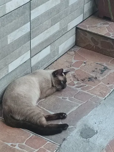 Doação de um lindo gato siamês , ele tem 7 meses!