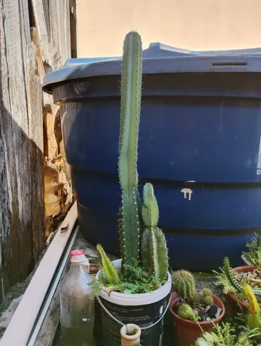 Vaso cactos 