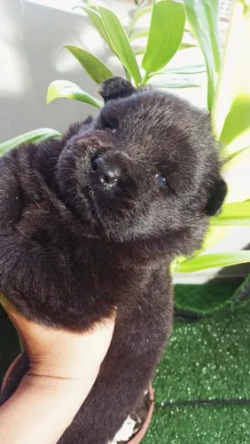 Filhotes de chowchow macho ou fêmea