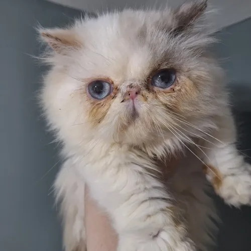 Gatinha filhote persa pedigree e vacinas