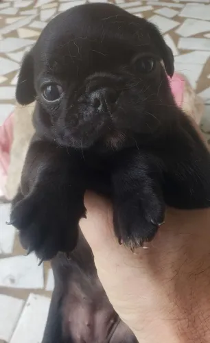 Filhote de Pug (3x cartão sem juros)