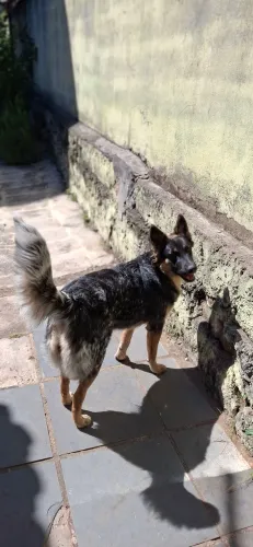 Filhote de pastor alemão com blue heeler