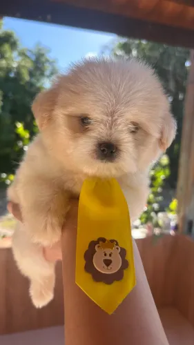 lindo filhote de lhasa apso, com lulu da pômeranea