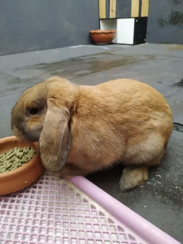 Coelho Mini Lop