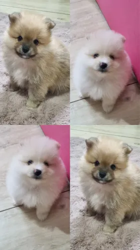 Filhotes de spitz alemão
