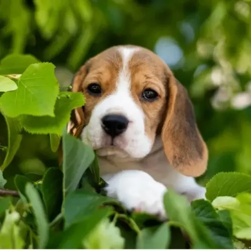 Filhotes de Beagle | Um pequeno grande encanto.