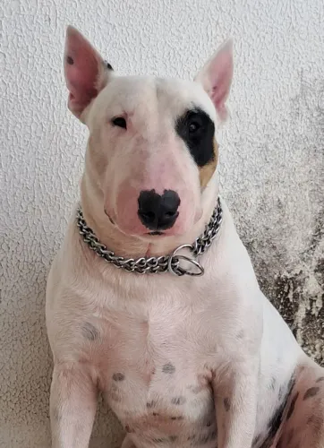 Bullterrier para crusar