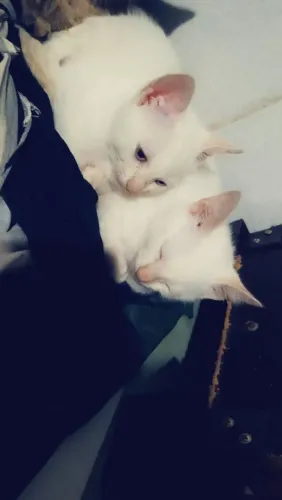 Doa-se gatinhos 