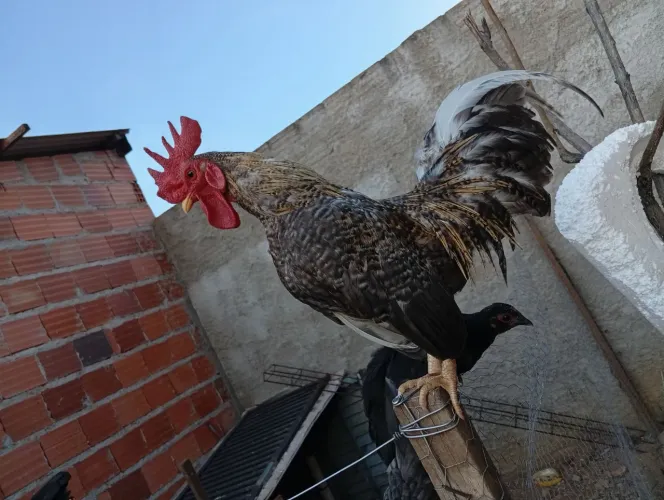 Galo (Galizé)