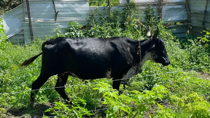 Vaca