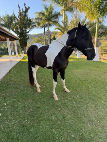 Vendo cavalo garanhão, campolino, pampa de preto e branco